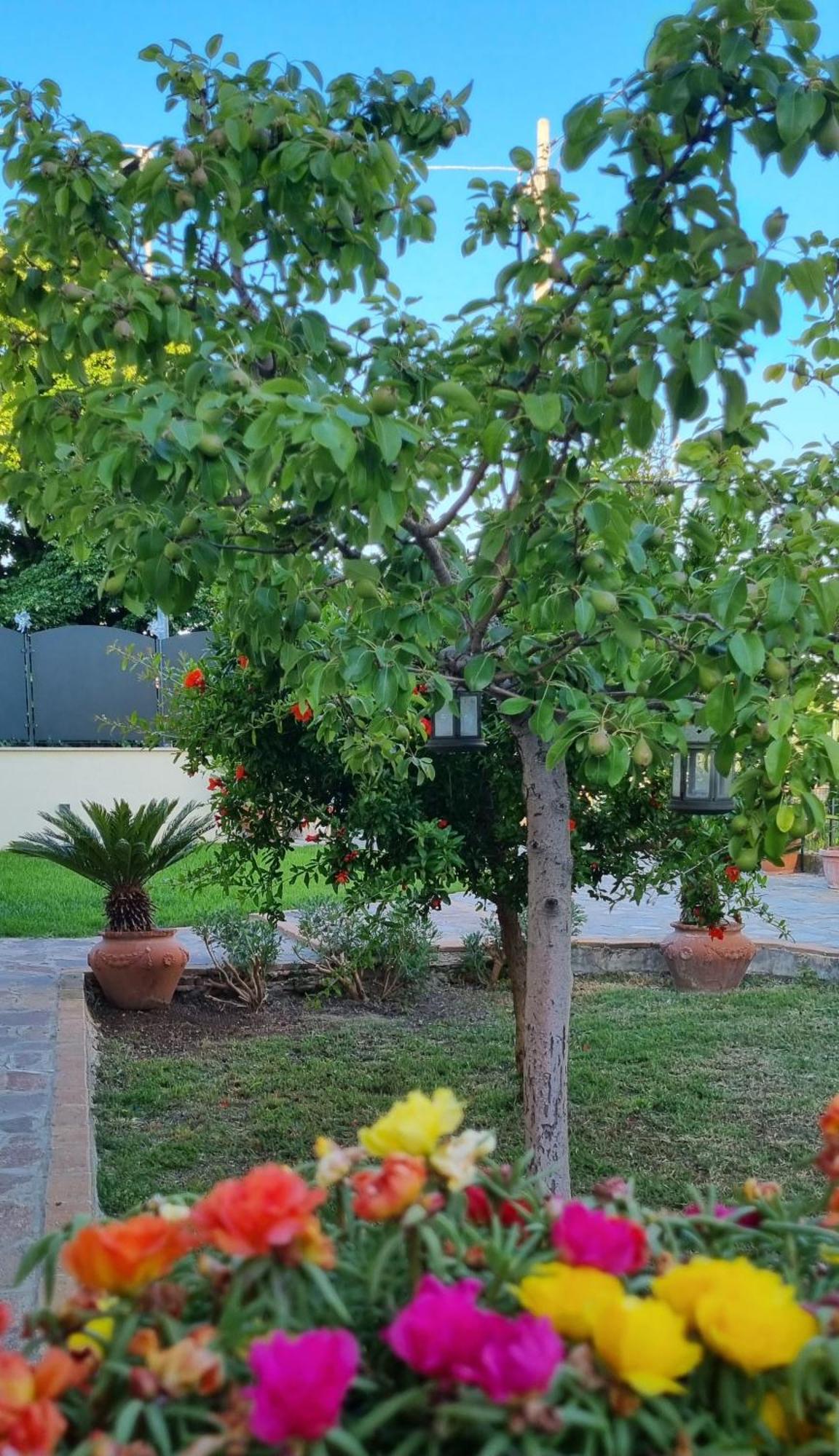 Bed and Breakfast Il Melograno Guidonia Esterno foto